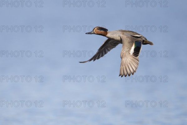 Flying teal (Anas crecca), Fågelsjö, Gävleborgs län, Sweden