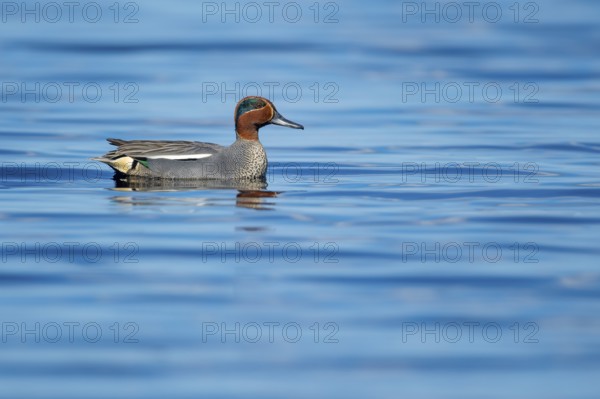 Teal (Anas crecca) on a lake, Fågelsjö, Gävleborgs län, Sweden