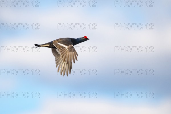 Black grouse (Lyrurus tetrix), fligend, black grouse courtship in Sweden, Fågelsjö, Gävleborgs län, Sweden