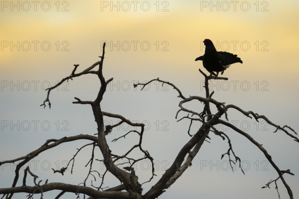 Black grouse (Lyrurus tetrix), silhouette, black grouse courtship in Sweden, Fågelsjö, Gävleborgs län, Sweden