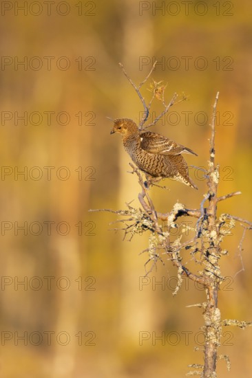 Black grouse (Lyrurus tetrix), female, black grouse courtship in Sweden, Fågelsjö, Gävleborgs län, Sweden