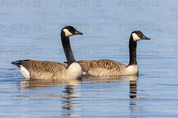 Canada goose (Branta canadensis) at a lake, Fågelsjö, Gävleborgs län, Sweden