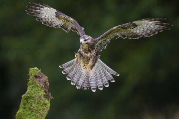 Flying buzzard (Buteo buteo), Gerolstein, Rhineland-Palatinate, Germany