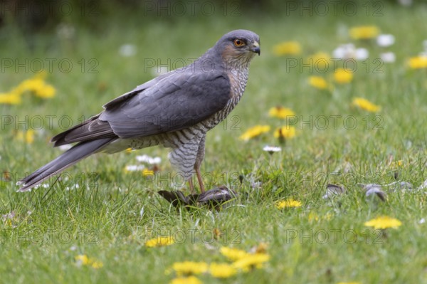 Sparrowhawk (Accipiter nisus) plucking prey, Vechta, Lower Saxony, Germany