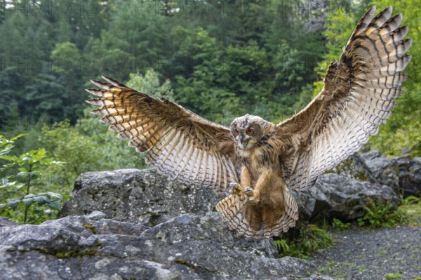 Eurasian Eagle-owl (bubo bubo) flying, Gerolstein, Rhineland-Palatinate, Germany