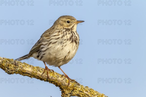 A meadow pipit (Anthus pratensis) adult bird in its breeding territory, breeding season, perch, Germany