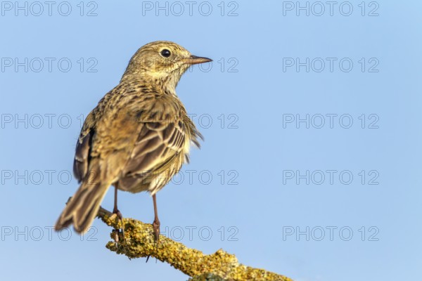 The meadow pipit (Anthus pratensis) r is a bird of open landscapes that likes to use exposed perches, breeding season, perch, Germany