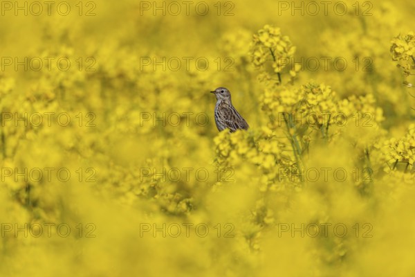 Meadow pipit (Anthus pratensis) in a flowering rape field, breeding season, perch, Germany