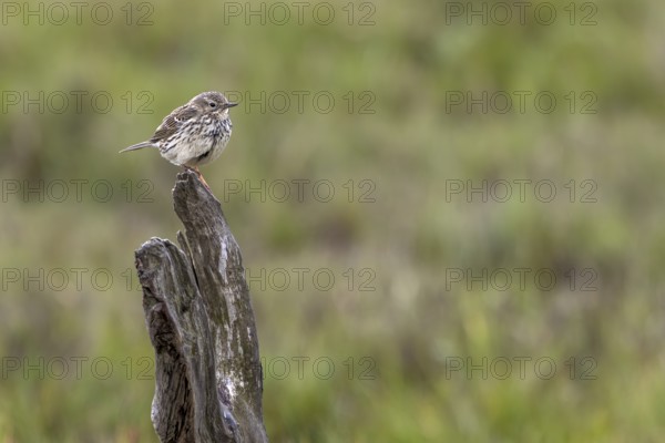 A meadow pipit (Anthus pratensis) uses an old pole as a perch on the Danish Limfjord, breeding season, perch, Denmark