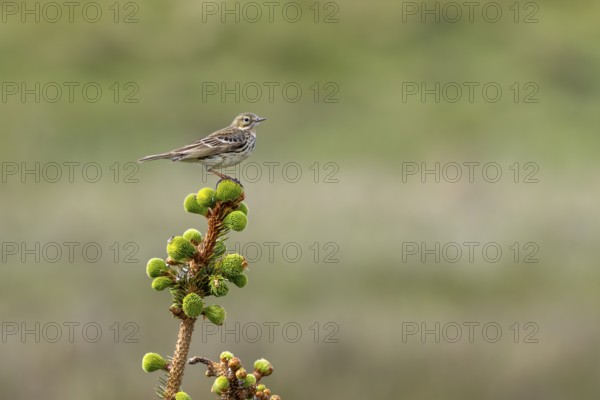 A meadow pipit (Anthus pratensis) uses a crooked spruce tree as a perch on the Danish Limfjord, breeding season, perch, Denmark