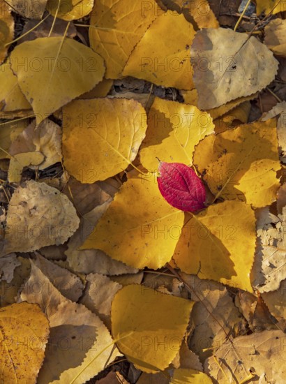 Bunch of leaves of colorful autumn leaves in the sun, mosaic of yellow poplar leaves covered by a single, intensely red-colored leaf, Baden-Württemberg, Germany