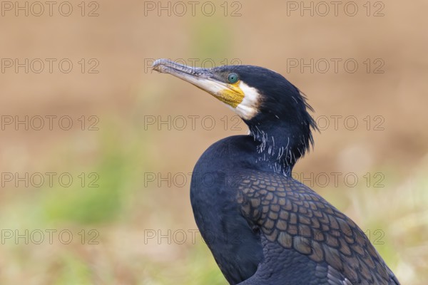 Cormorant (Phalacrocorax carbo), close-up and portrait of an adult bird in breeding plumage with sparkling green eyes sitting on the ground, Baden-Württemberg, Germany