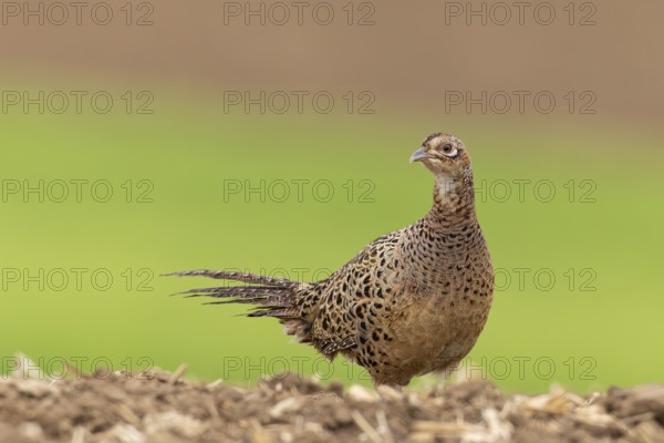 Hunting Pheasant (Phasianus colchicus), female Close-up in farmland on ploughed field running, Baden-Württemberg, Germany