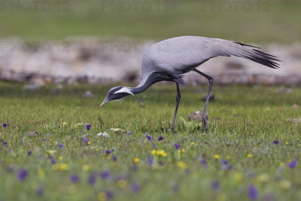 Whooping crane (Anthropoides virgo), close-up, adult bird walking across a colourful flowering meadow in search of food, Khuvsgul Lake, Mongolia