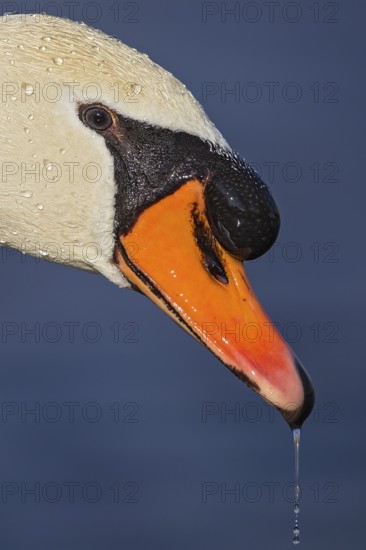 Mute swan (Cygnus olor), portrait and close-up of a male with large beak hump and shiny pearls of water droplets on the face and dripping down the beak, Baden-Württemberg, Germany