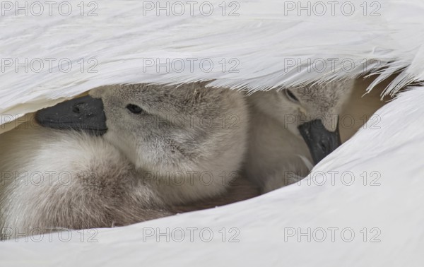 Mute swan (Cygnus olor), close-up, two chicks sitting close together under white feathers in their mother's plumage, Heidelberg, Baden-Württemberg, Germany