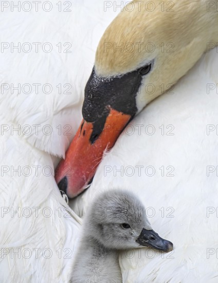 Mute swan (Cygnus olor), close-up, chick sits cuddly in the plumage of the mother who keeps caring eye contact, Heidelberg, Baden-Württemberg, Germany