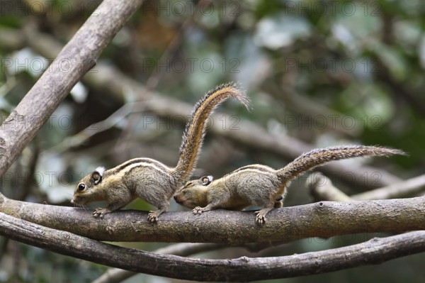 Himalayan chipmunk (Tamiops mcclellandii), male with funny facial expression sniffing female from behind climbing on a branch shortly in front of mating, Kaeng Krachan National Park, Thailand