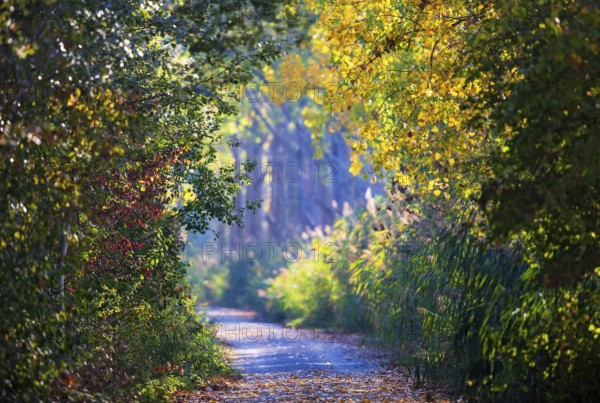 Small dirt road with poplar alley and reeds in the sun with colorful autumn leaves, Baden-Württemberg, Germany