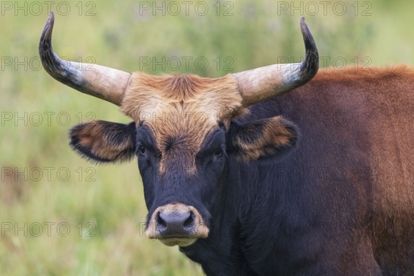 Heck cattle (Bos primigenius f. taurus), close-up and portrait of a bull with mighty horns, looking into the camera, Baden-Württemberg, Germany