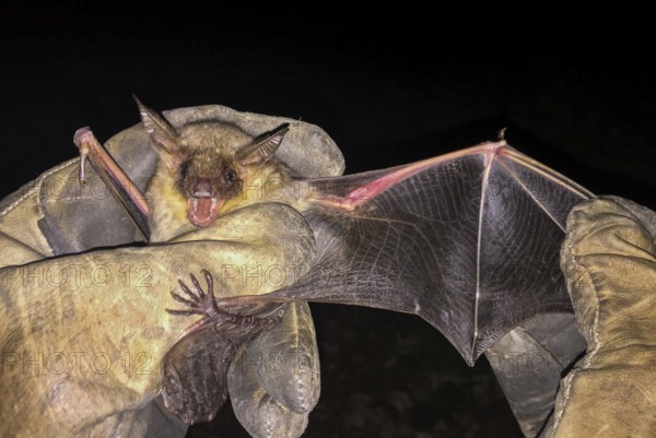 Greater mouse-eared bat (Myotis myotis), being held with spread wings, open mouth and visible teeth by a scientist and biologist wearing gloves as part of biological field research, Baden-Württemberg, Germany