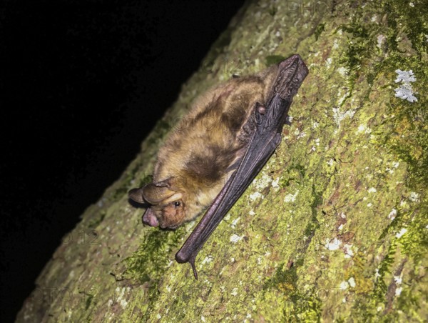 Greater mouse-eared bat (Myotis myotis), adult in close-up climbing a tree trunk at night, Baden-Württemberg, Germany