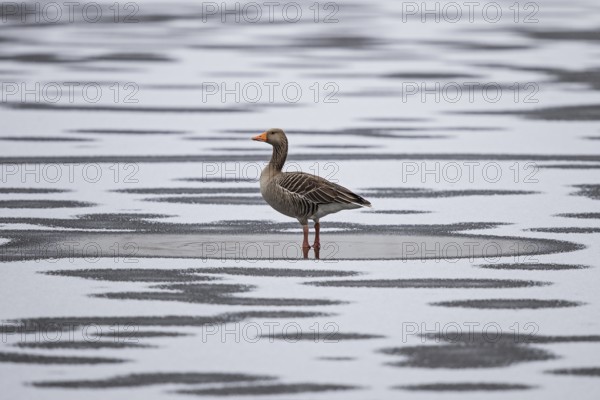 Greylag goose (Anser anser), standing alone on frozen ice with fresh snow and mosaic of water puddles, Baden-Wuerttemberg, Germany