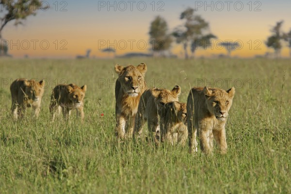Lion (Panthera Leo), pride with female and several cubs walking one behind the other through the savannah in the evening light, Serengeti, Tanzania