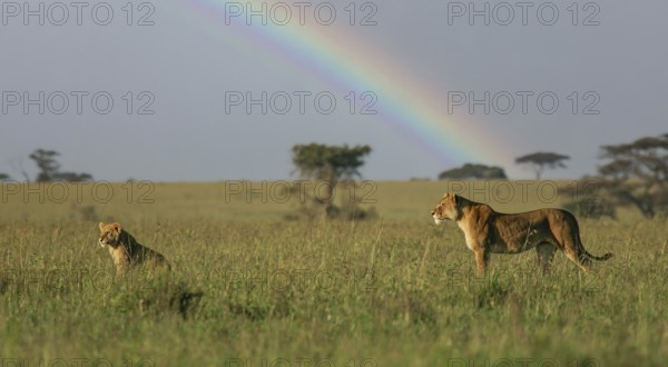 Lion (Panthera Leo), female standing with young in the savannah in front of a rainbow, Serengeti, Tanzania