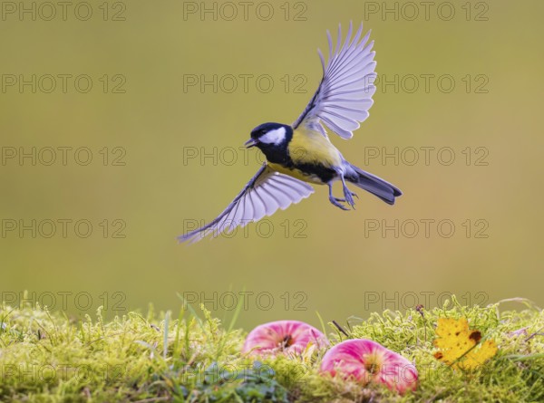 Great tit (Parus major), male flying with wings outstretched over two red apples lying on the ground next to an autumnal yellow leaf, Baden-Württemberg, Germany