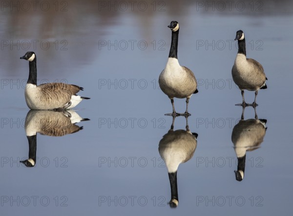 Canada goose (Branta canadensis), group of three birds on the ice surface of a frozen lake with water reflection, Baden-Württemberg, Germany