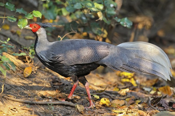 Kalifasan (Lophura leucomelanos), male in splendid plumage walking across sunny forest floor in rainforest, Kaeng Krachan National Park, Thailand