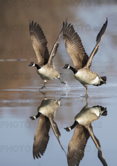 Canada goose (Branta canadensis), two birds with outstretched wings running synchronously side by side over the ice surface of a frozen lake with water reflection, Baden-Württemberg, Germany