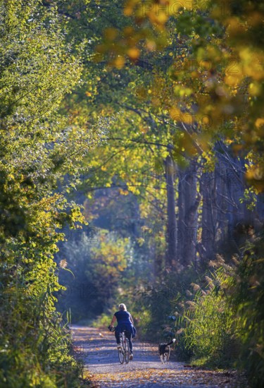 Female cyclist with dog cycling in the sun on a small path along a poplar alley and reeds in colorful autumn leaves, Baden-Württemberg, Germany