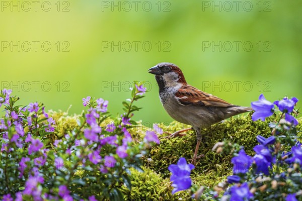 House sparrow (Passer domesticus), male sitting in green moss between colourful garden flowers, Baden-Württemberg, Germany