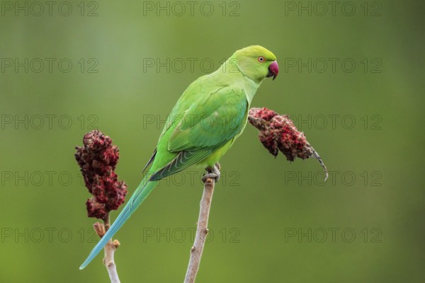Collared parakeet (Psittacula krameri), sitting on vinegar tree (Rhus typhina) with red flowers, Baden-Württemberg, Germany