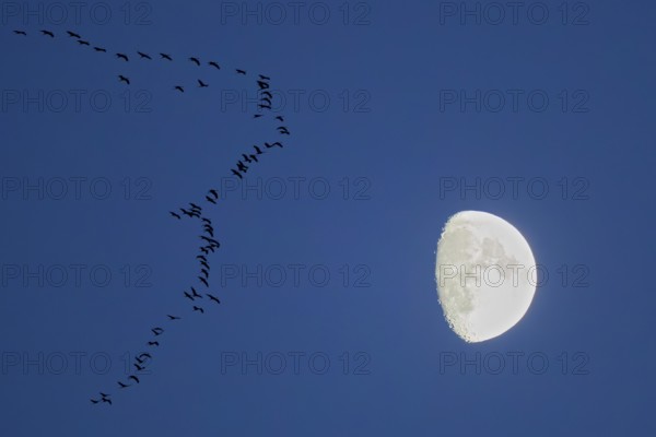 Crane (Grus grus), large flock flying in formation at dusk in front of a brightly lit moon, Hesse, Germany