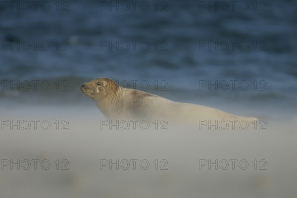 Grey seal (Halichoerus grypus), female lying in the sun with half-closed eyes in a cloud of sand grains on the beach during a sandstorm in strong winds, Helgoland, North Sea, Germany
