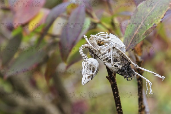 House Sparrow (Passer domesticus), mummified songbird skeleton hanging in a garden hedge with colourful autumn leaves, Brandenburg, Germany