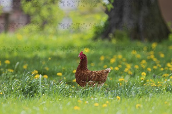 Domestic fowl (Gallus gallus domesticus), brown hen in free range runs on farm under large tree through yellow flowering meadow with dandelion (Taraxacum officinale), Baden-Württemberg, Germany