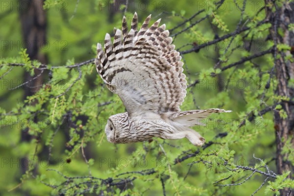 Ural owl (Strix uralensis), adult bird in the taiga flies with outstretched wings through boreal larch forest, Khuvsgul Lake, Mongolia