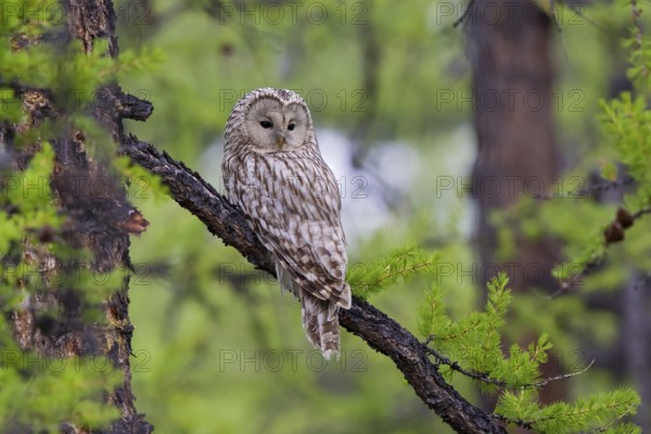 Ural owl (Strix uralensis), adult bird in taiga sitting on a branch in boreal larch forest, Khuvsgul Lake, Mongolia