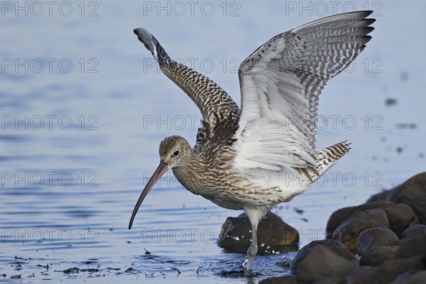 Eurasian curlew (Numenius arquata), adult bird with outstretched wings walking through water on the shore of a lake in search of food, Schleswig-Holstein, Germany