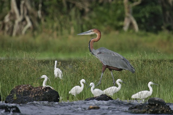 Goliath heron (Ardea goliath), largest heron in the world together with a group of little egrets (Egretta garzetta) foraging on the shores of Lake Victoria, Rubondo Island, Tanzania
