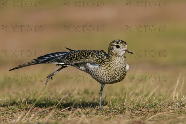 Golden Plover (Pluvialis apricaria), adult bird in a light plumage stretching on one leg with outstretched wings, Heligoland, Germany