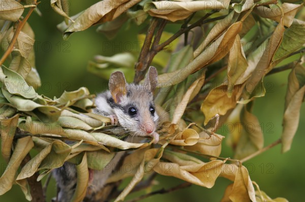 Garden dormouse (Eliomys quercinus), adult sits in a cute pose in bushes and looks with big, black saucer eyes, Valencia, Spain