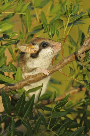 Garden dormouse (Eliomys quercinus), adult climbing through bushes in a cute pose, sniffing a branch and looking with big black eyes, Valencia, Spain