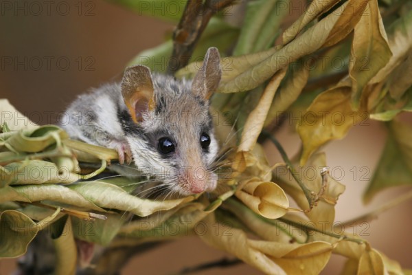 Garden dormouse (Eliomys quercinus), adult climbs through bushes in a cute pose and looks with big, black eyes, Valencia, Spain