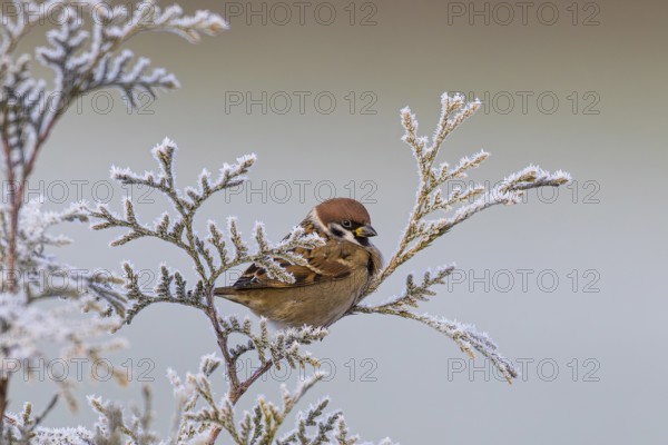Tree sparrow (Passer montanus), adult bird sitting in a frozen tuja hedge in winter with small, white ice crystals on the leaves, Baden-Württemberg, Germany