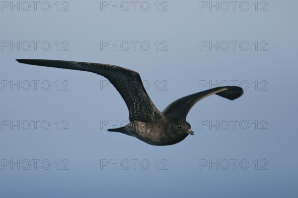 Long-tailed Skua (Stercorarius longicaudus), immature young bird in juvenile plumage in close-up against a blue sky flying over the Baltic Sea, Mecklenburg-Western Pomerania, Germany